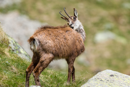 chamois_la-gordolasque_mercantour_jl_1dx_20-05-2020-0426.jpg