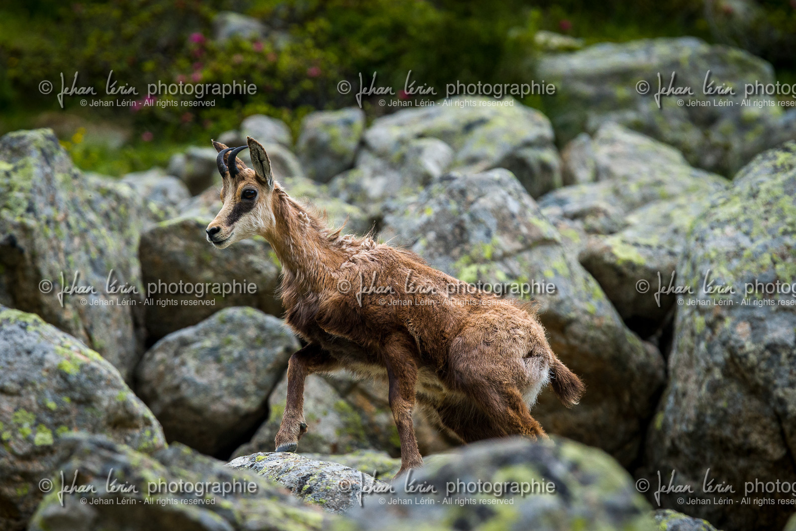chamois_lac-autier_la-gordolasque_jl_1dx_28-06-2020-0045.jpg