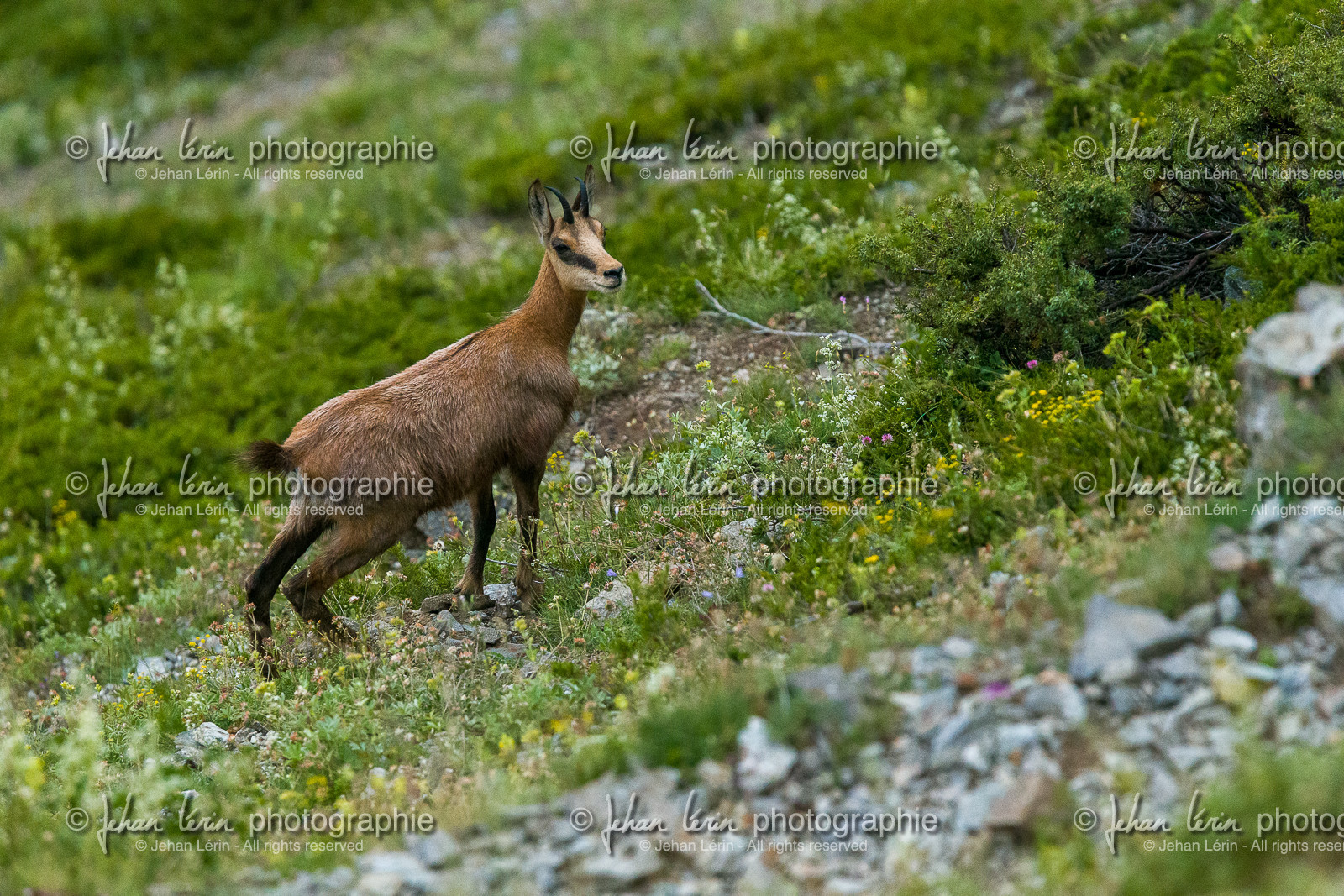 chamois_lacs-de-vens_tortisse_jl_1dx_12-07-2020-0193.jpg