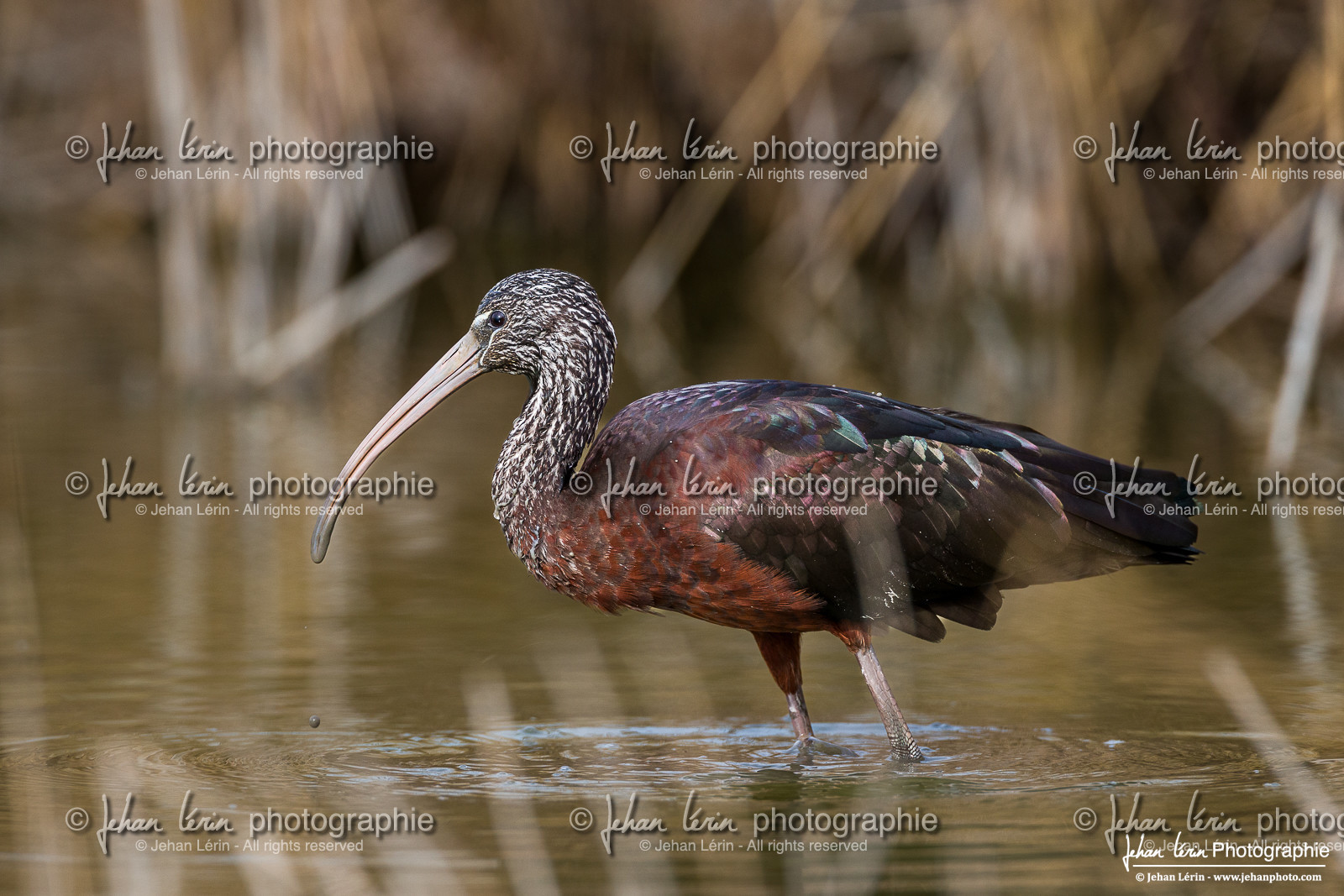 Ibis Falcinelle - Glossy Ibis