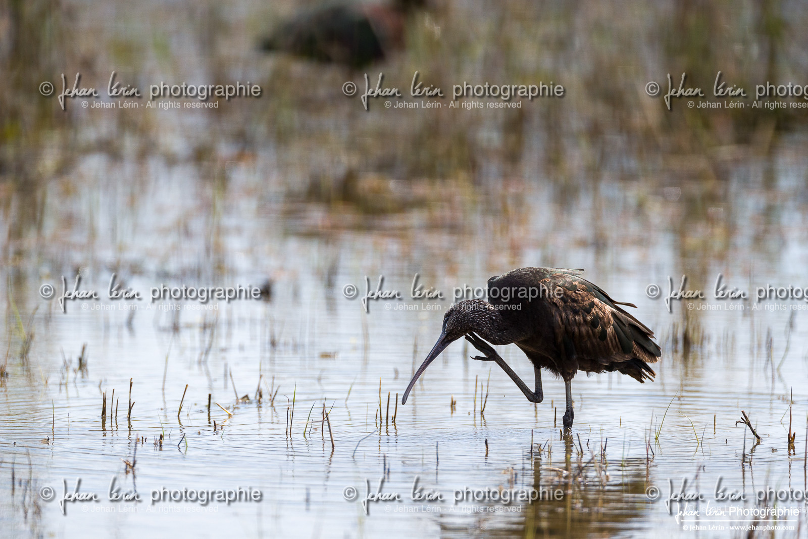 Ibis Falcinelle - Glossy Ibis