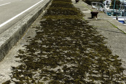 katsuura_kansai_japon_26-04-2014-5741.jpg