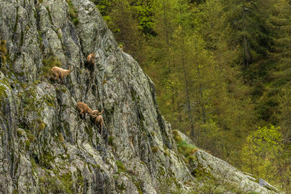 bouquetins_la-gordolasque_mercantour_jl_1dx_11-05-2020-0263.jpg
