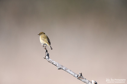 Pouillot Véloce - Common Chiffchaff