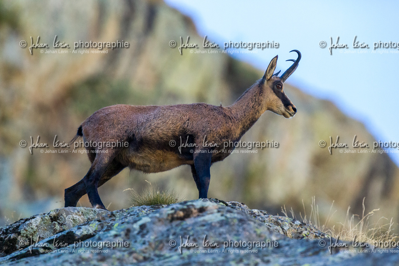 chamois_refuge-de-nice-lac-autier_jl_5d3_12-08-2017-0047.jpg