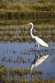 l-albufera_valencia_18-01-2012-0096.jpg