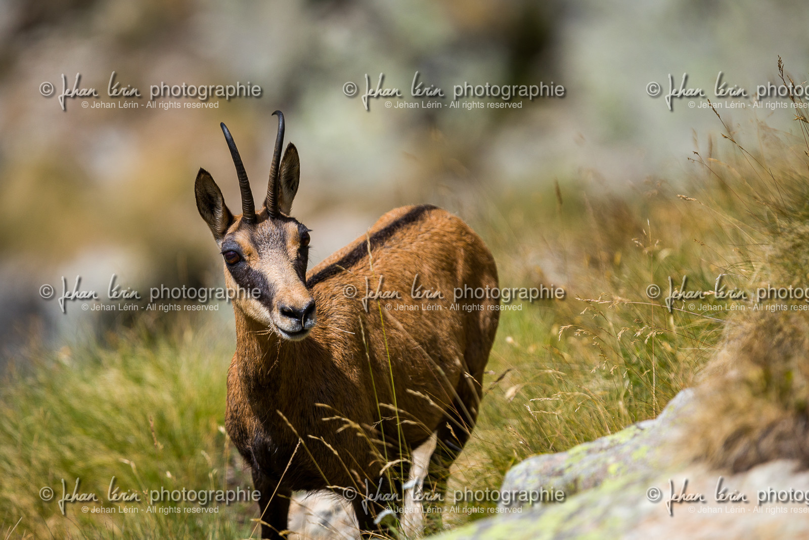 chamois_refuge-de-nice-lac-autier_jl_1dx_13-08-2017-0164.jpg