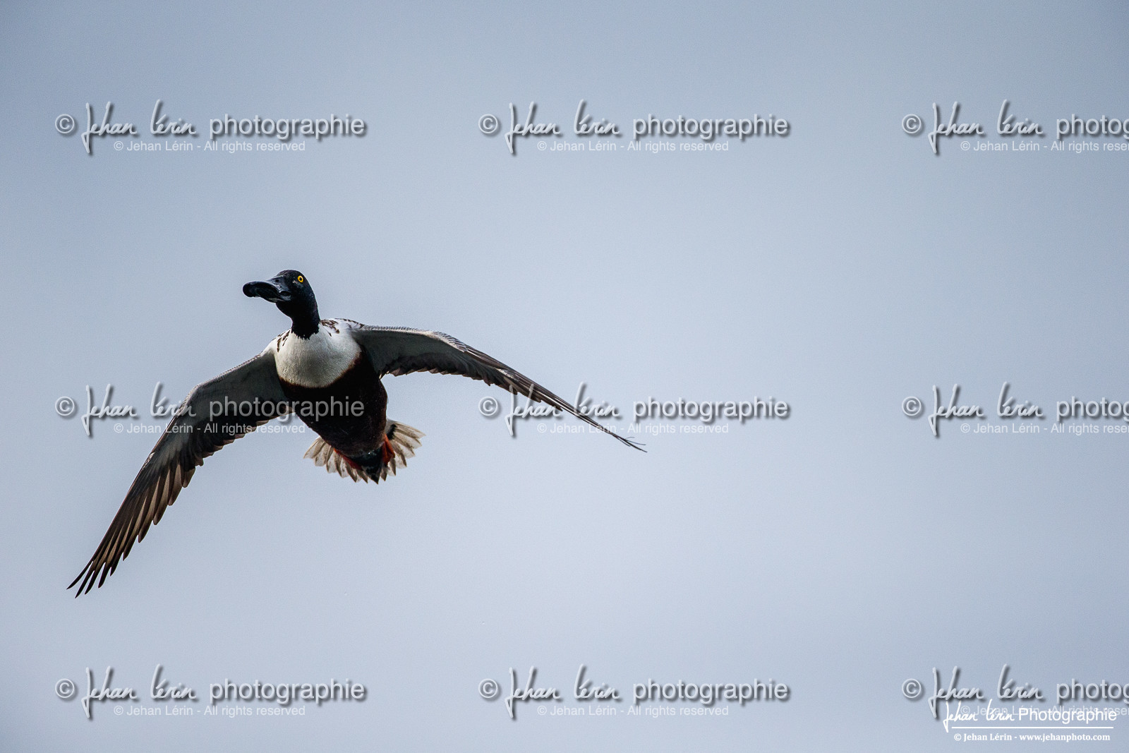 Canard Souchet - Northern Shoveler