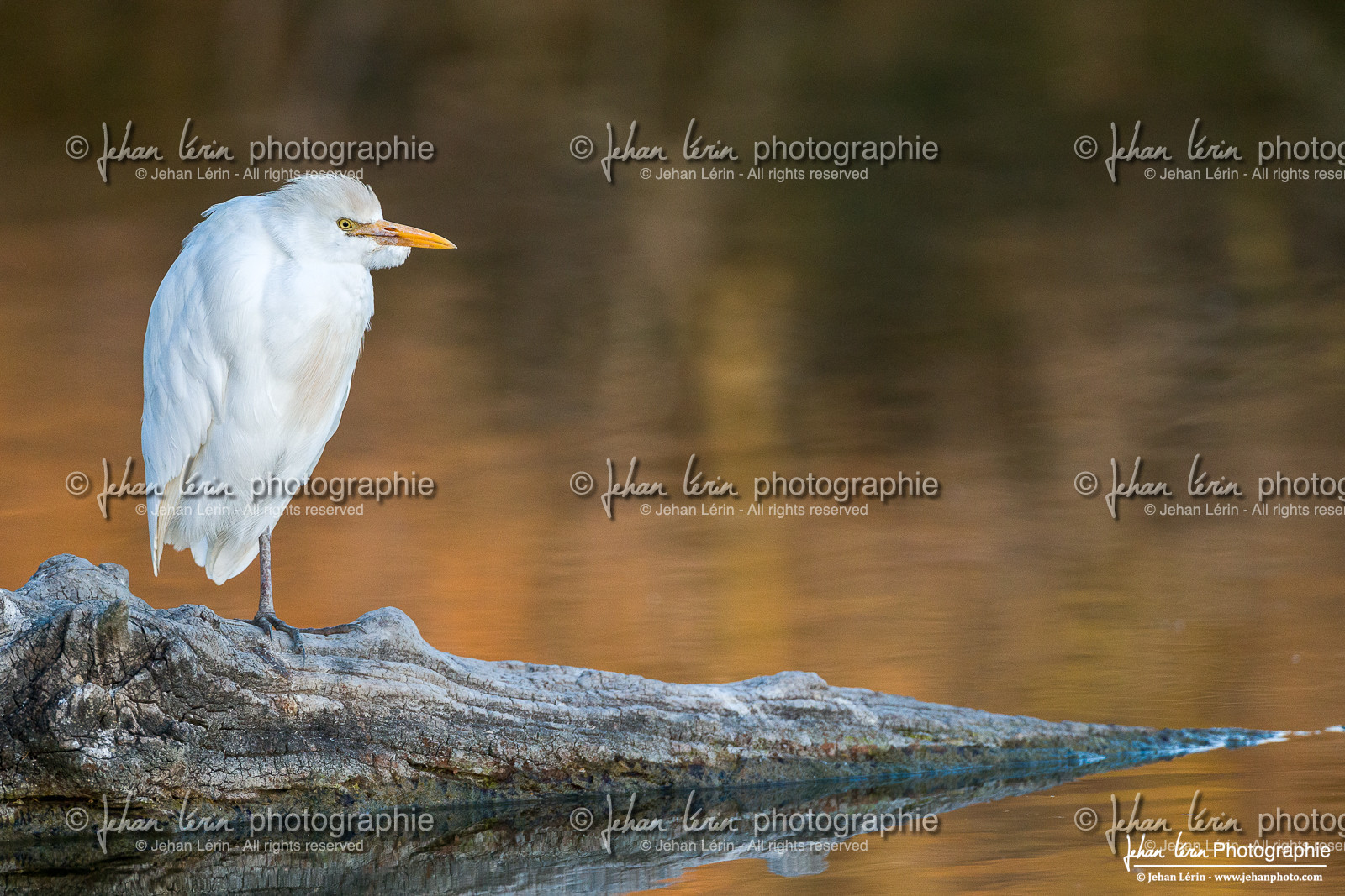 Héron gardeboeufs - Cattle Egret