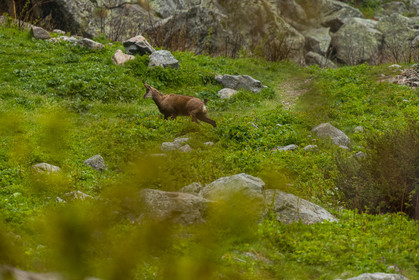 chamois_la-gordolasque_mercantour_jl_1dx_11-05-2020-0006.jpg