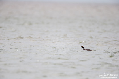 Grèbes Huppé - Great Crested Grebe : Podiceps Cristatus