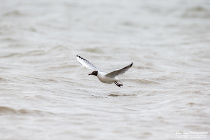 Mouette Rieuse - Black-Headed Gull, Chroicocephalus ridibundus