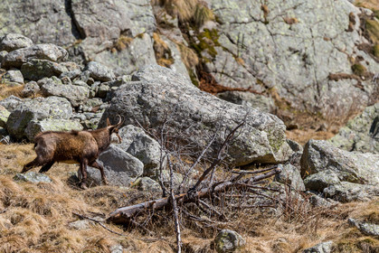 chamois_alpes-maritimes_jl_1dx_29-03-2019-0005.jpg