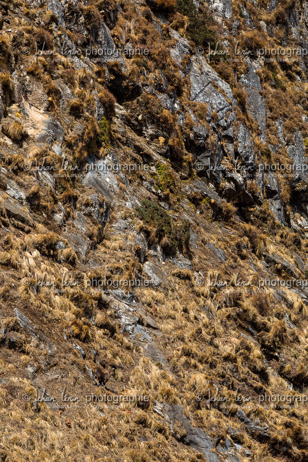 Tahr, chèvre sauvage, Nepal