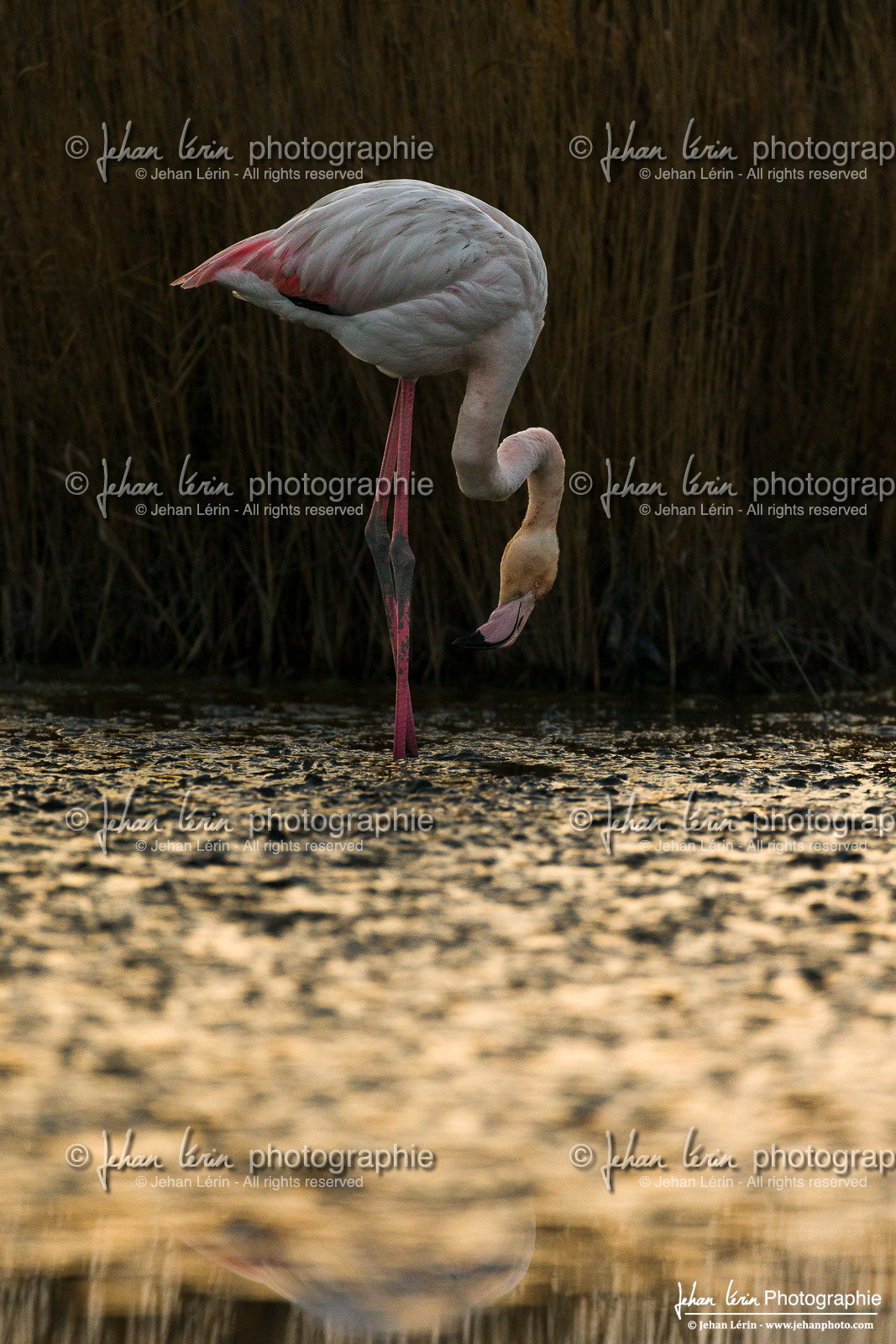 Flamant Rose - Greater Flamingo