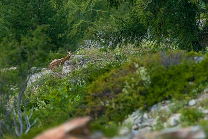 chamois_lacs-de-vens_tortisse_jl_1dx_12-07-2020-0204.jpg