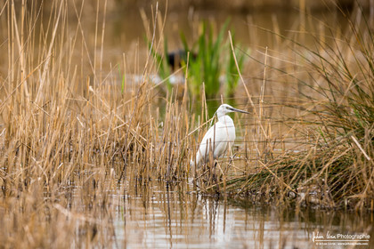 Aigrette Garzette - Egret Garzette