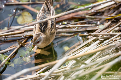 Marouette Poussin - Little Crake