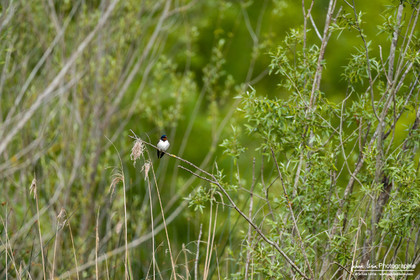 Hirondelle Rustique, Barn Swallow