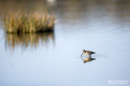 Bécassine des Marais - Common Snipe