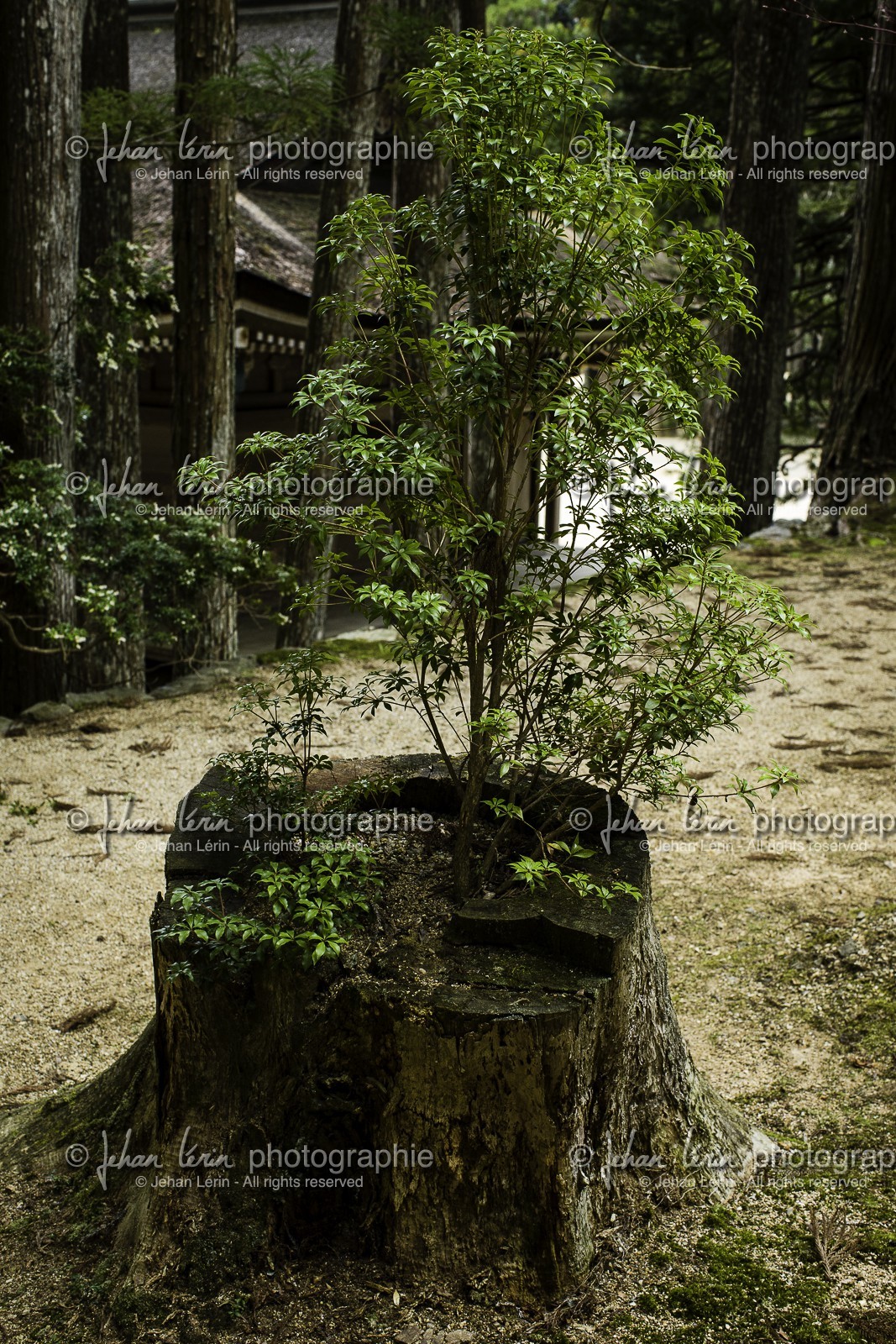 koyasan_japon_jl_1dx_16-04-2014-5132.jpg