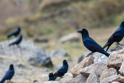 Grand Corbeau - Raven