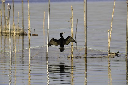 l-albufera_valencia_18-01-2012-0013.jpg