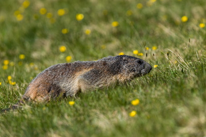 marmotte_lac-de-fenestre_1dx_23-06-2019-0007.jpg