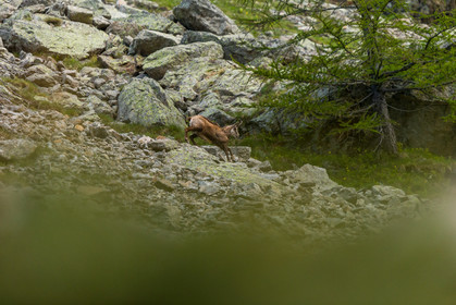 chamois_la-gordolasque_mercantour_jl_1dx_20-05-2020-0110.jpg