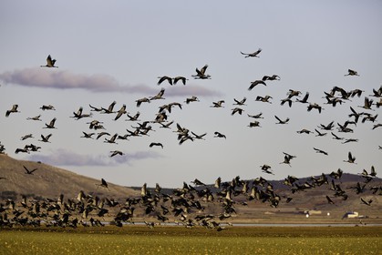 laguna-de-gallocanta_01-02-2011-8598.jpg