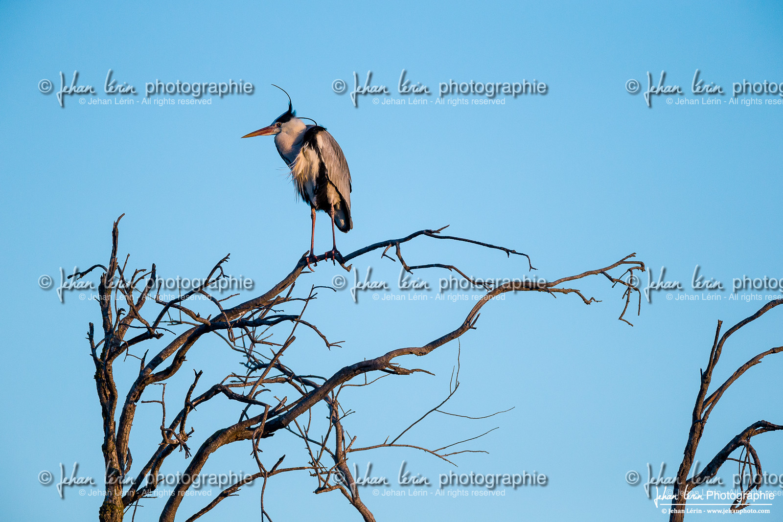 Héron Cendré - Gray Heron