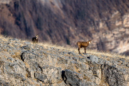 chamois_valberg_mercantour_jehan-lerin_jl_1dx_07-02-2022-0021.jpg