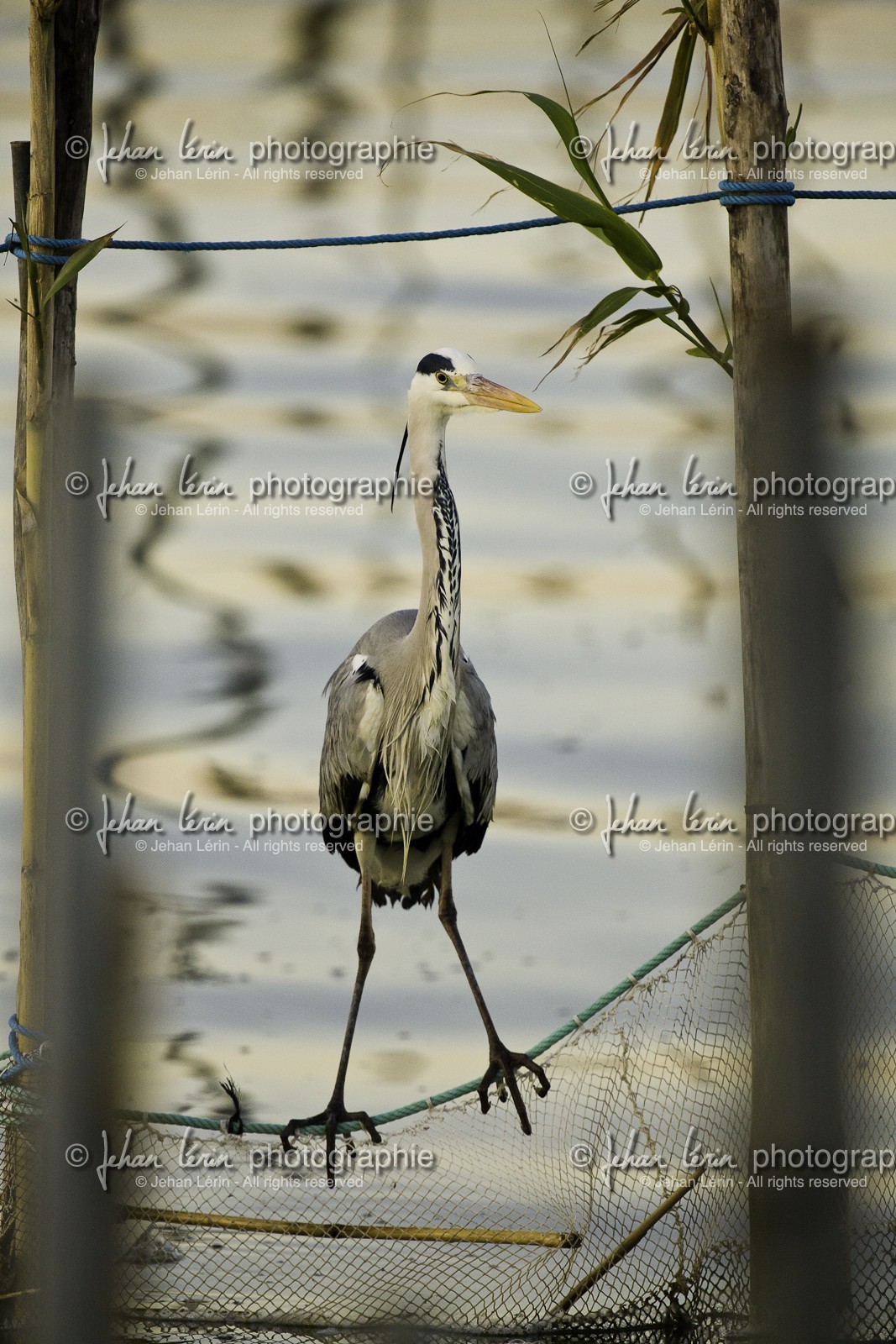 l-albufera_valencia_18-01-2012-2-12.jpg