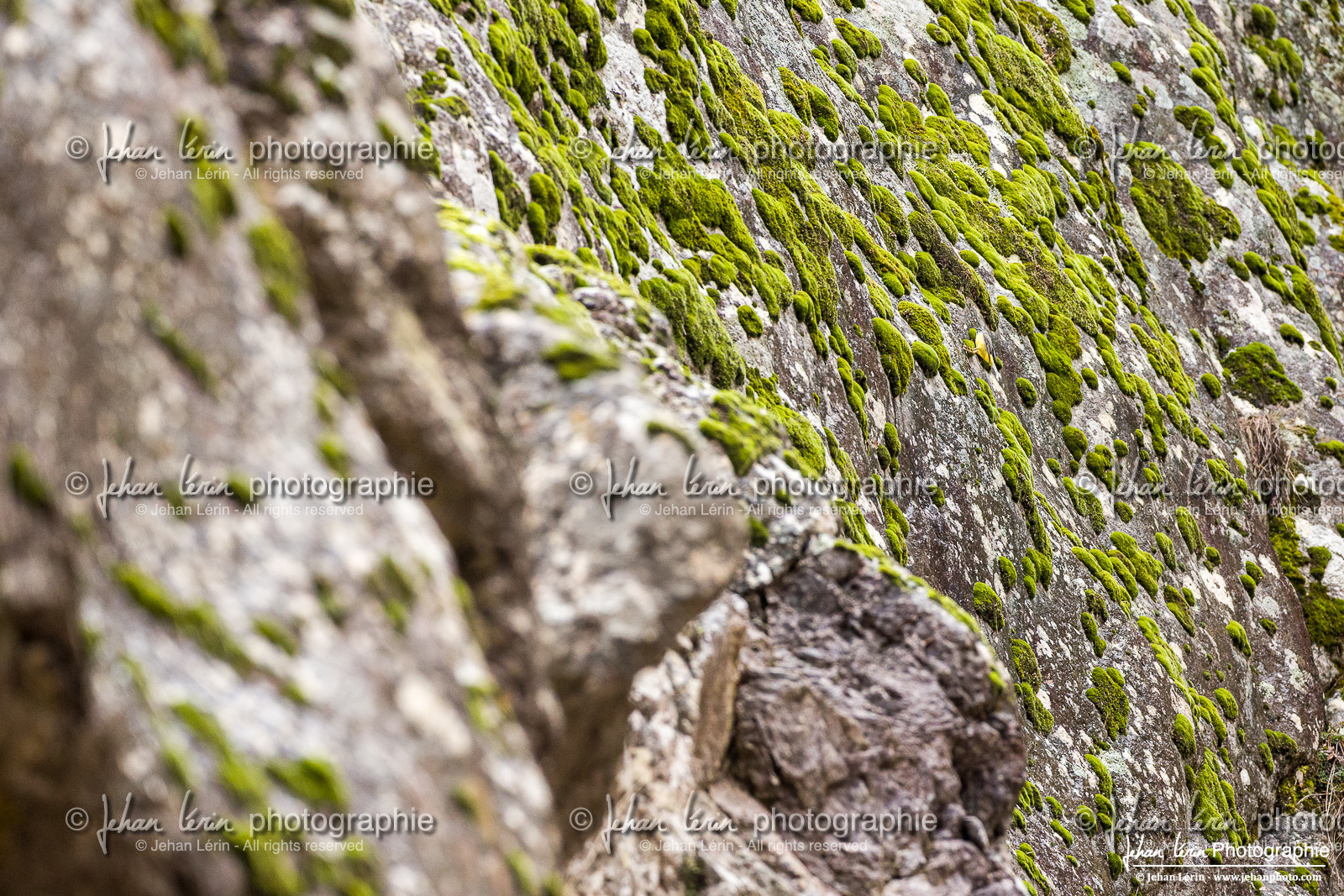 Bergeronnette Printanière - Western Yellow Wagtail