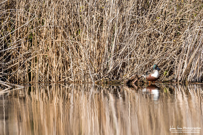 Canard Souchet - Nothern Shoveler