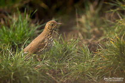 Grive Musicienne - Song Thrush