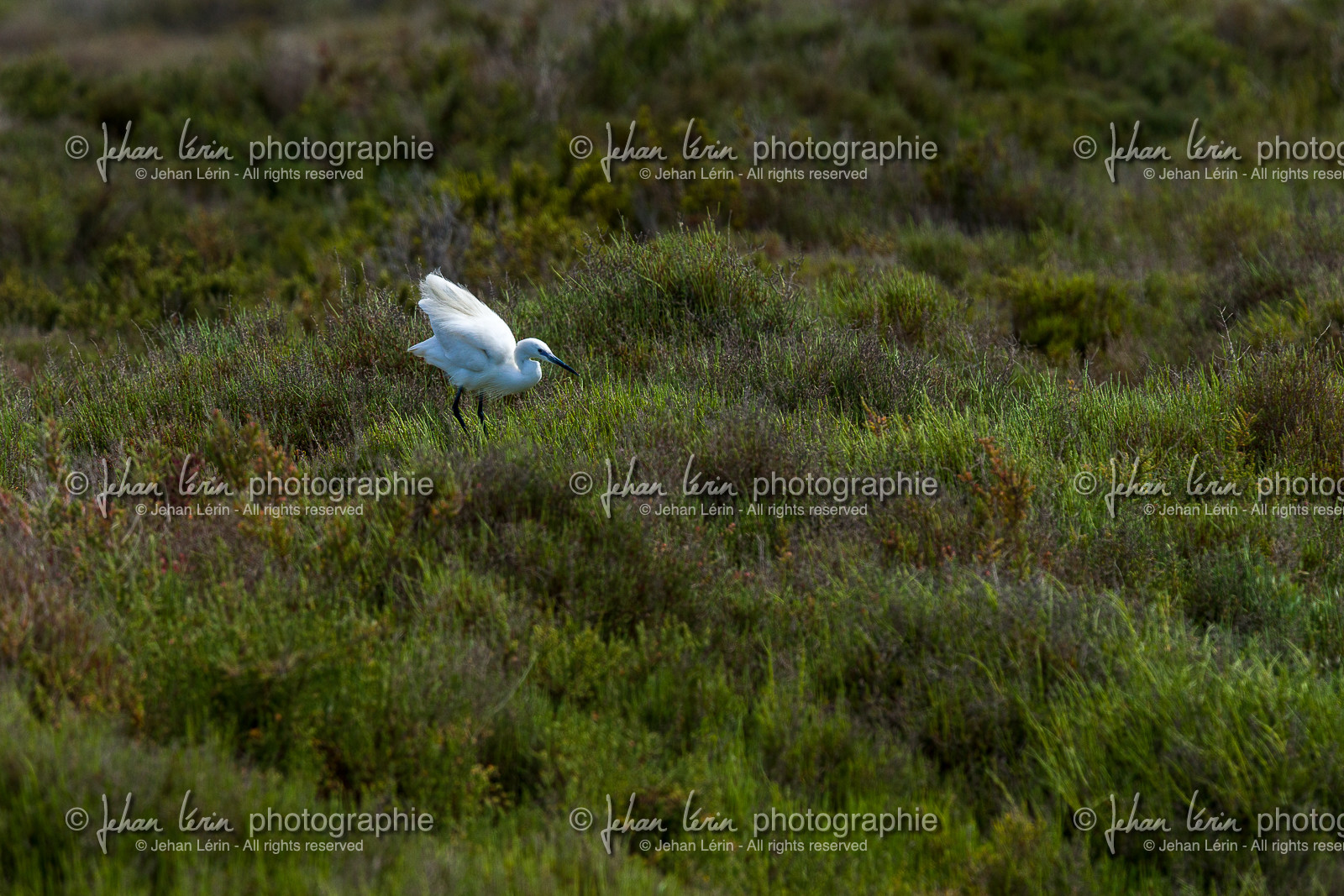 aigrette-garzette_stes-maries-de-la-mer_camargue_jl_1dx_06-05-2021-0160.jpg
