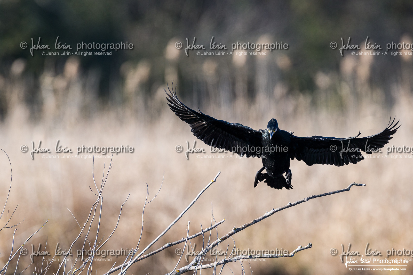 Grand Cormoran - Great Cormorant