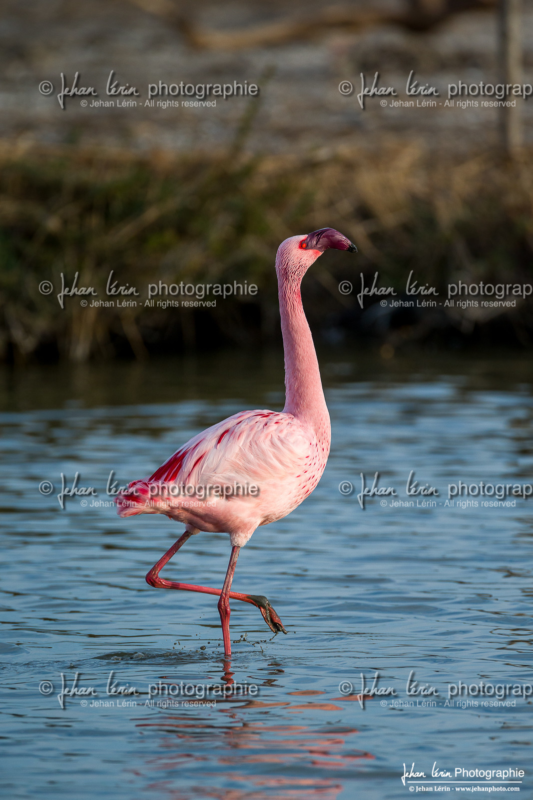 Flamant Nain - Lesser Flamingo