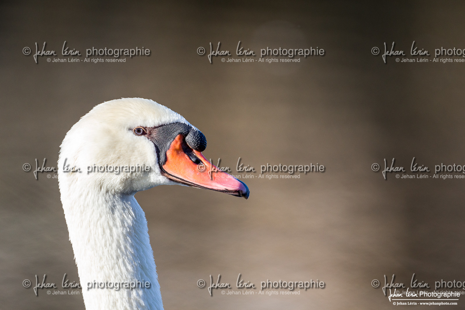 Cygne Tuberculé - Mute Swan