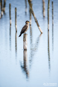 Cormoran - Great Cormorant