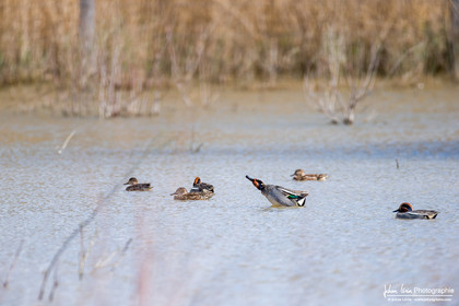 Sarcelle d'Hiver - Eurasian Teal