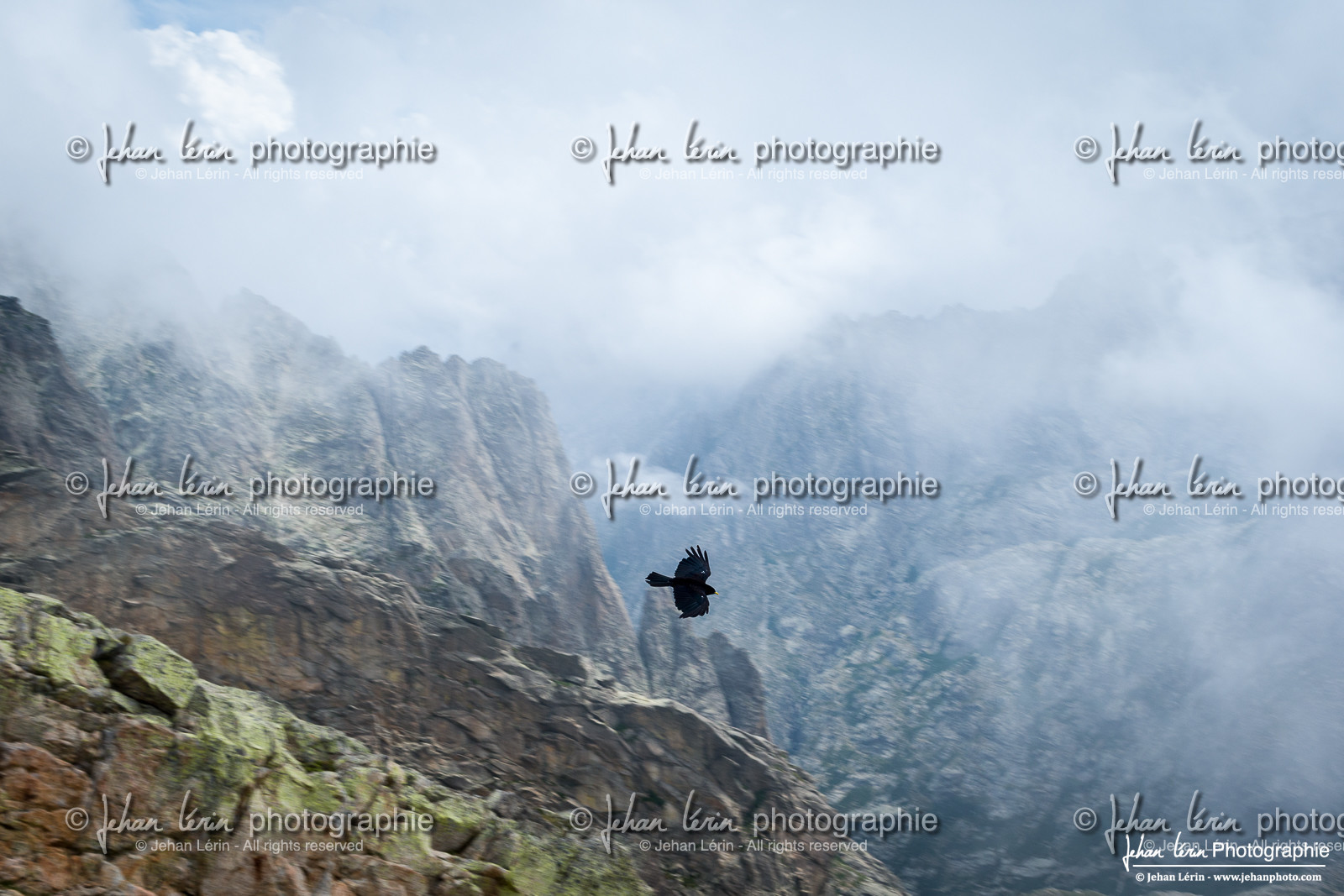 Chocard a bec jaune - Alpine Chough