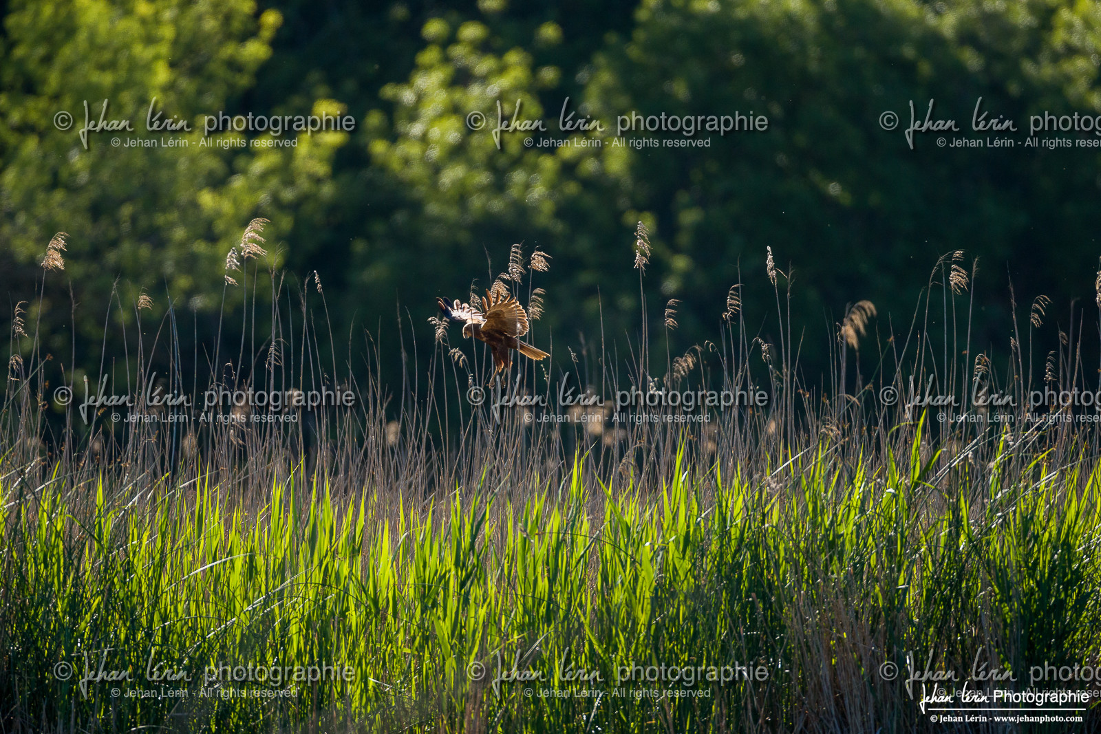Busard des Roseaux - Western Marsh Harrier : Circus Aeruginosus