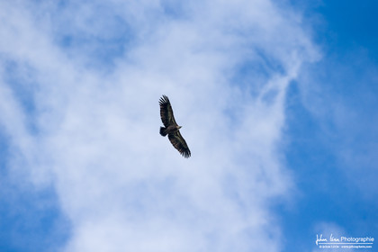 Vautour fauve