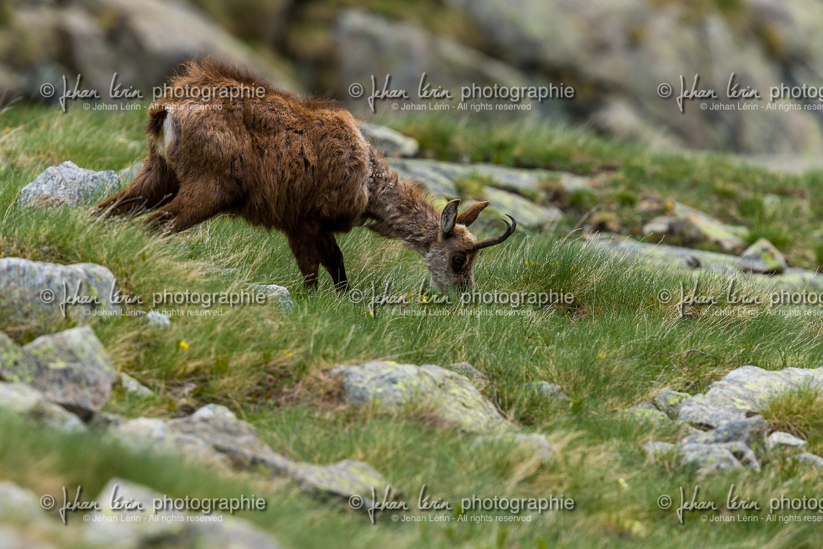 chamois_la-gordolasque_mercantour_jl_1dx_20-05-2020-0267.jpg
