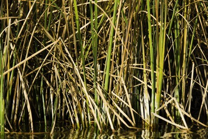 l-albufera_20-01-2011-2167.jpg
