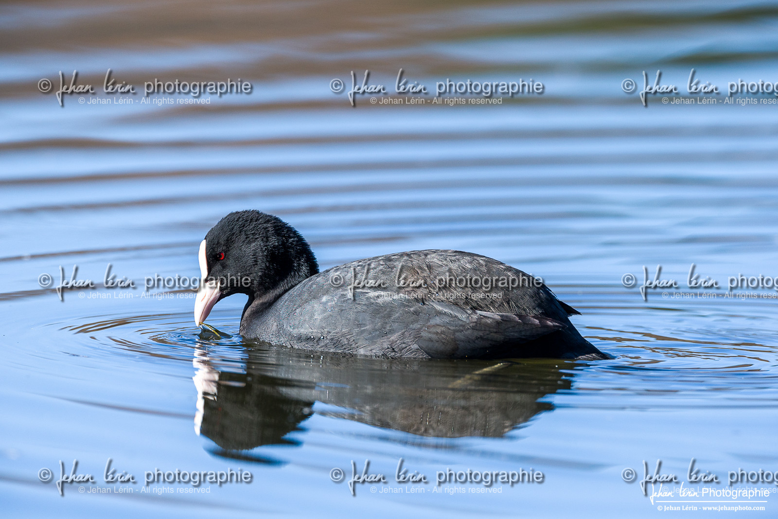 Foulque Macroule - Eurasian Coot : Fulica atra