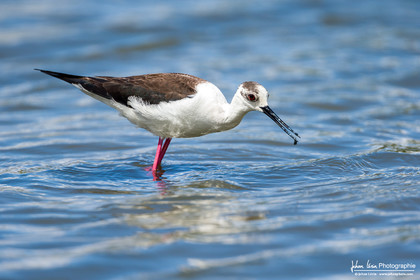 Échasse Blanche - Black Winged Stilt