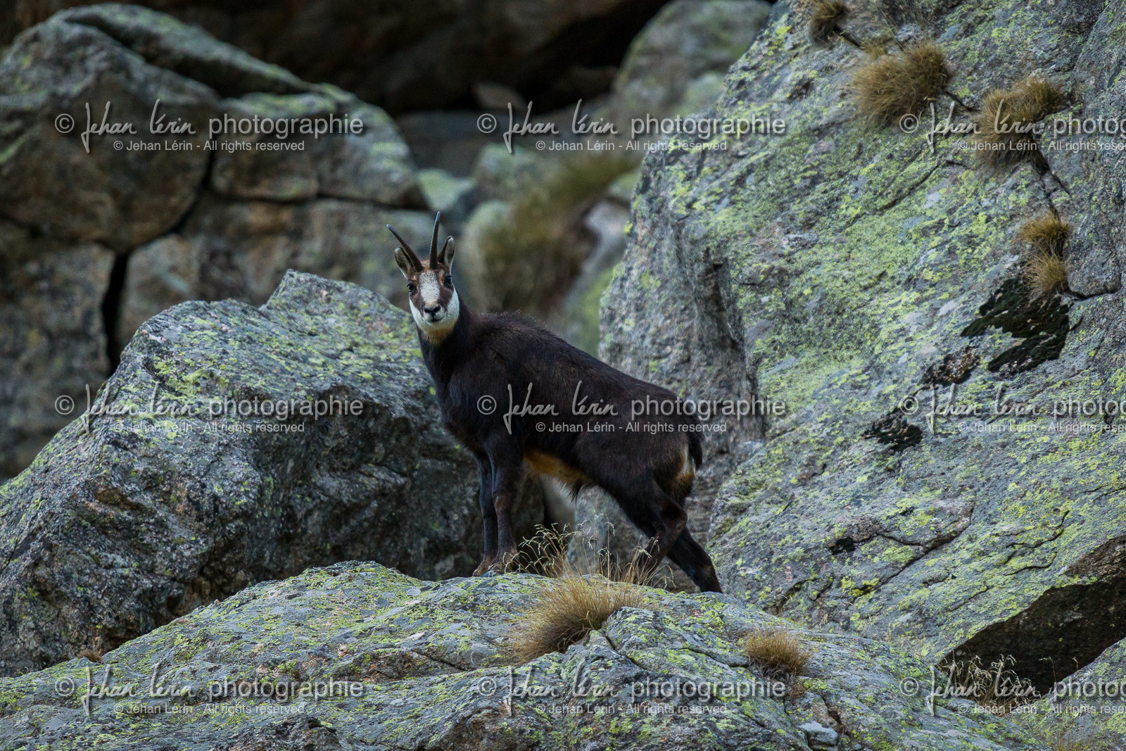 chamois-male-hiver_la-gordolasque_mercantour_alpes-maritimes_05-02-2016-2048.jpg